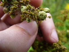 Eriophyes paraspiraeae