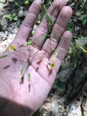 Hieracium paniculatum