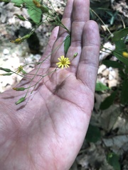 Hieracium paniculatum
