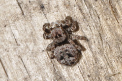 Sittisax saxicola