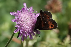 Erebia ligea