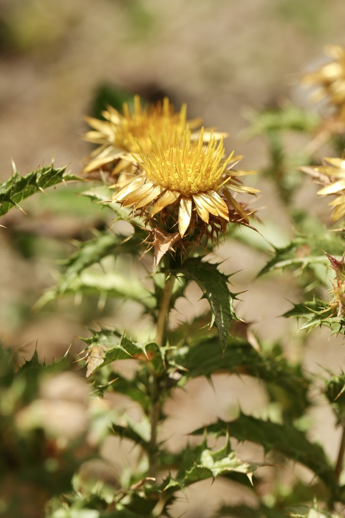 Carlina hispanica