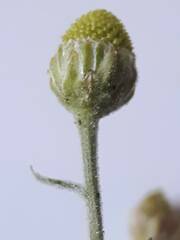 Matricaria discoidea