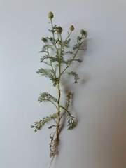 Matricaria discoidea