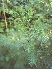 Juniperus virginiana