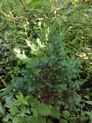 Juniperus virginiana
