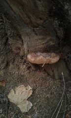 Ganoderma