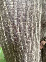 Miagrammopes mexicanus