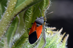 Melanopleurus belfragei