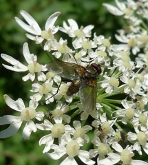 Macquartia grisea