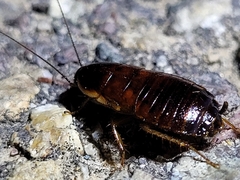 Loboptera decipiens