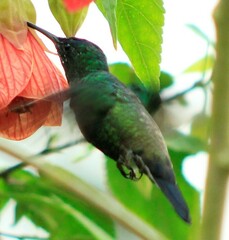 Saucerottia cyanifrons