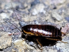 Loboptera decipiens