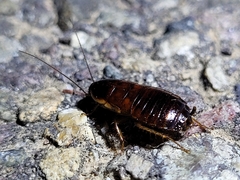 Loboptera decipiens