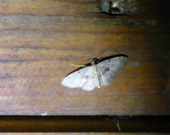 Idaea laevigata