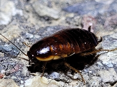 Loboptera decipiens