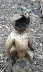 Geastrum fornicatum