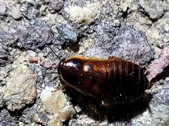 Loboptera decipiens