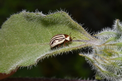 Zygogramma exclamationis