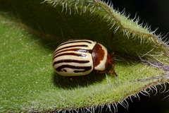 Zygogramma exclamationis