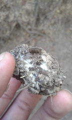 Geastrum fornicatum