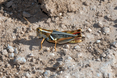 Melanoplus packardii