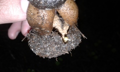 Geastrum fornicatum