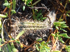Acanthocereus tetragonus