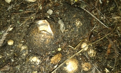 Geastrum fornicatum