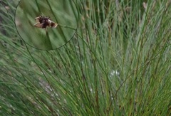 Elegia juncea