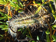 Acanthocereus tetragonus