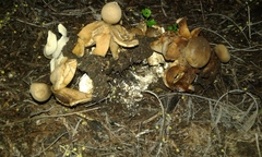 Geastrum fornicatum