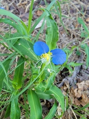 Commelina erecta