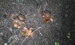 Geastrum fornicatum