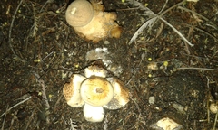 Geastrum fornicatum