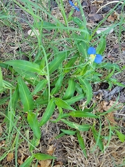 Commelina erecta