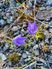 Campanula lasiocarpa