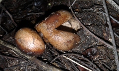 Geastrum fornicatum