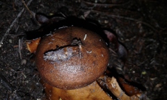 Geastrum fornicatum