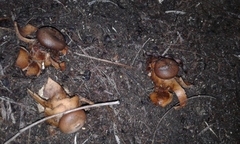 Geastrum fornicatum