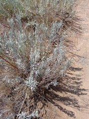 Galatella villosa