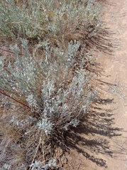 Galatella villosa