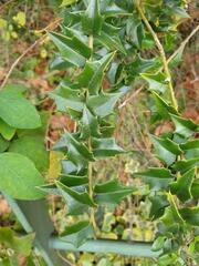 Ilex pernyi