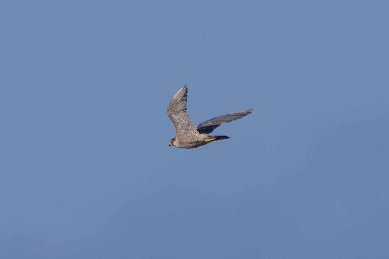 Halcón peregrino