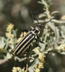 Epicauta atrivittata