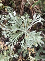 Artemisia alaskana