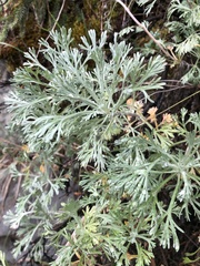 Artemisia alaskana