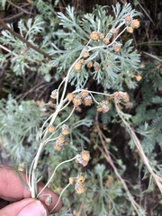 Artemisia alaskana