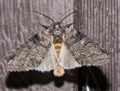 Aleptina inca