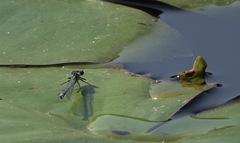 Erythromma najas